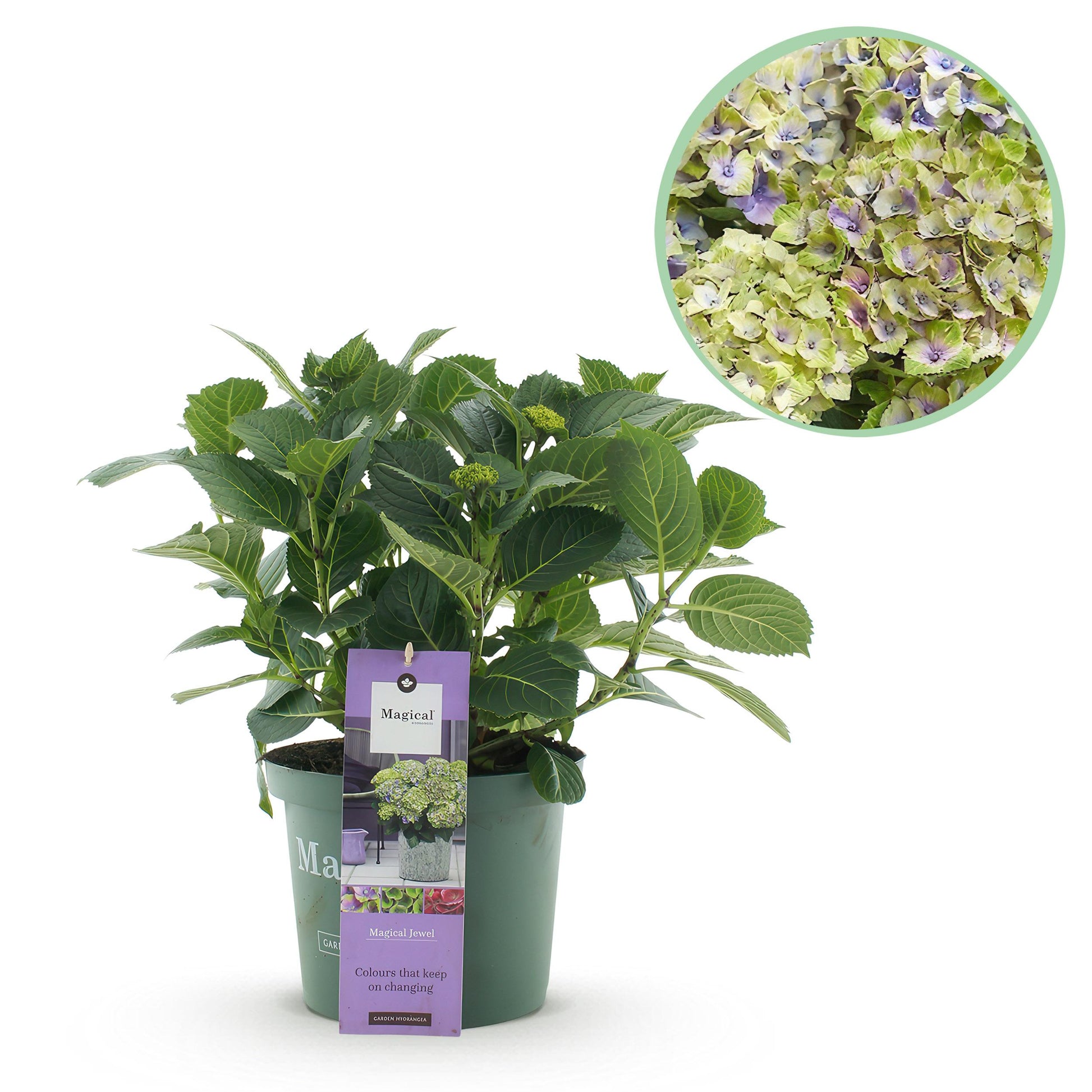 Green Boutiq - Balkonpflanze - Hortensie - Hydrangea Magical Jewel Blue - Blau - 6-10 Blumen - Topf 23Cm Höhe 55Cm