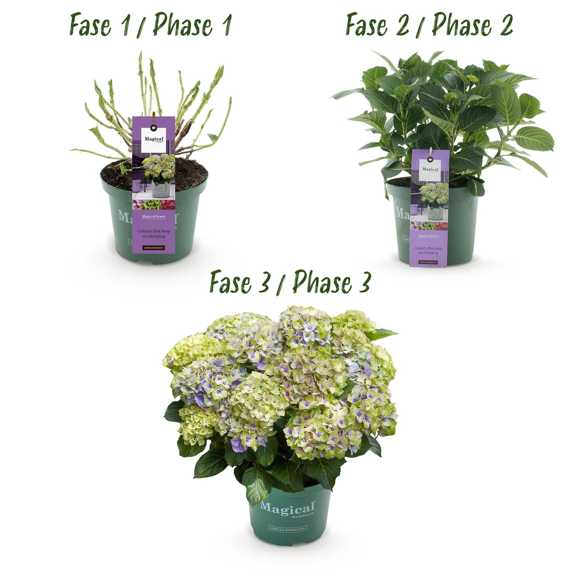 Green Boutiq - Balkonpflanze - Hortensie - Hydrangea Magical Jewel Blue - Blau - 6-10 Blumen - Topf 23Cm Höhe 55Cm