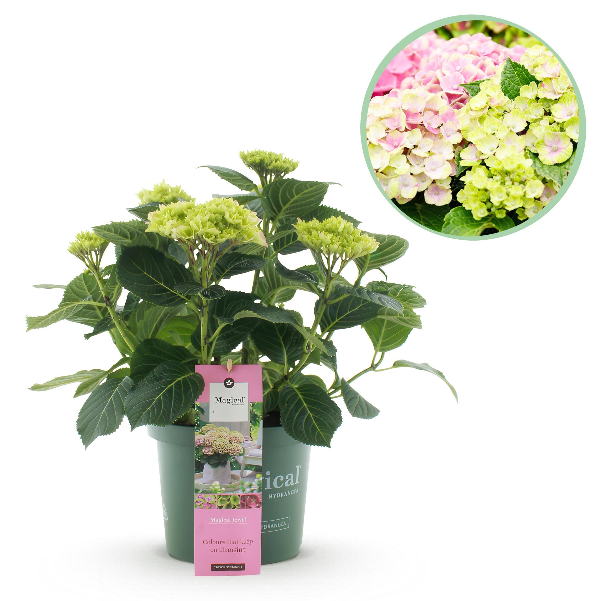 Green Boutiq - Balkonpflanze - Hortensie - Hydrangea Magical Jewel Pink - Rosa - 6-10 Blumen - Topf 23Cm Höhe 55Cm