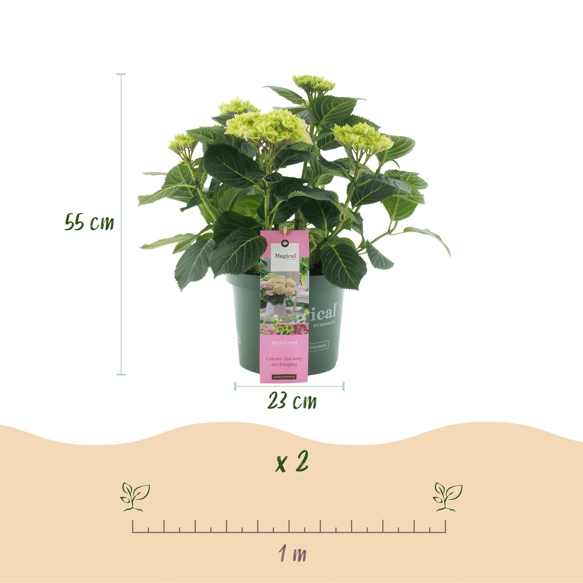 Green Boutiq - Balkonpflanze - Hortensie - Hydrangea Magical Jewel Pink - Rosa - 6-10 Blumen - Topf 23Cm Höhe 55Cm