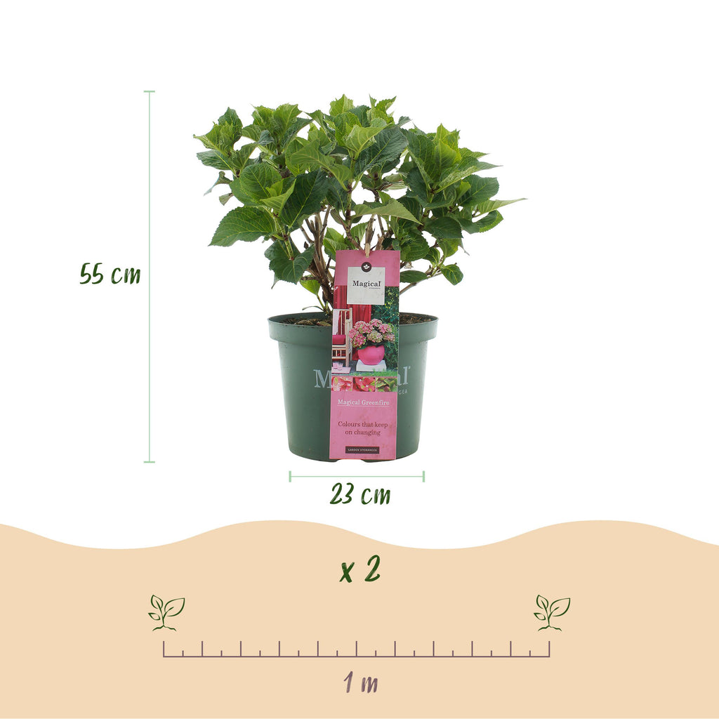 Green Boutiq - Balkonpflanze - Hortensie - Hydrangea Magical Green Fire - Rosa Grün - 6-10 Blumen - Topf 23Cm Höhe 55Cm