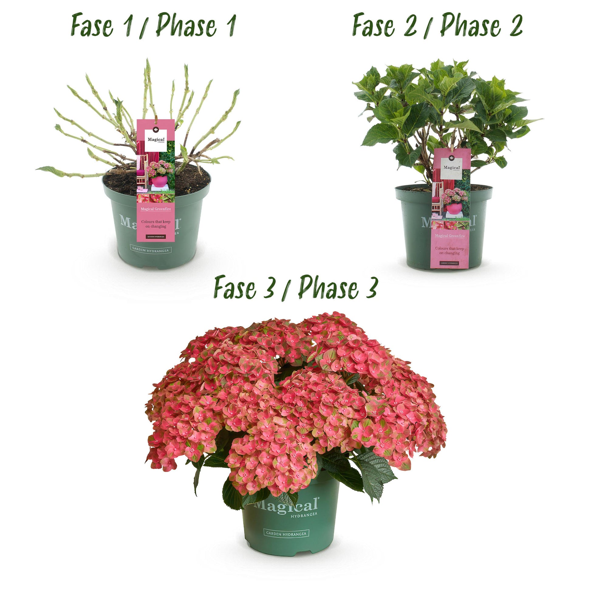 Green Boutiq - Balkonpflanze - Hortensie - Hydrangea Magical Green Fire - Rosa Grün - 6-10 Blumen - Topf 23Cm Höhe 55Cm