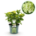Green Boutiq - Balkonpflanze - Hortensie - Hydrangea Magical Nobless - Weiß - 6-10 Blüten - Topf 23Cm Höhe 55Cm