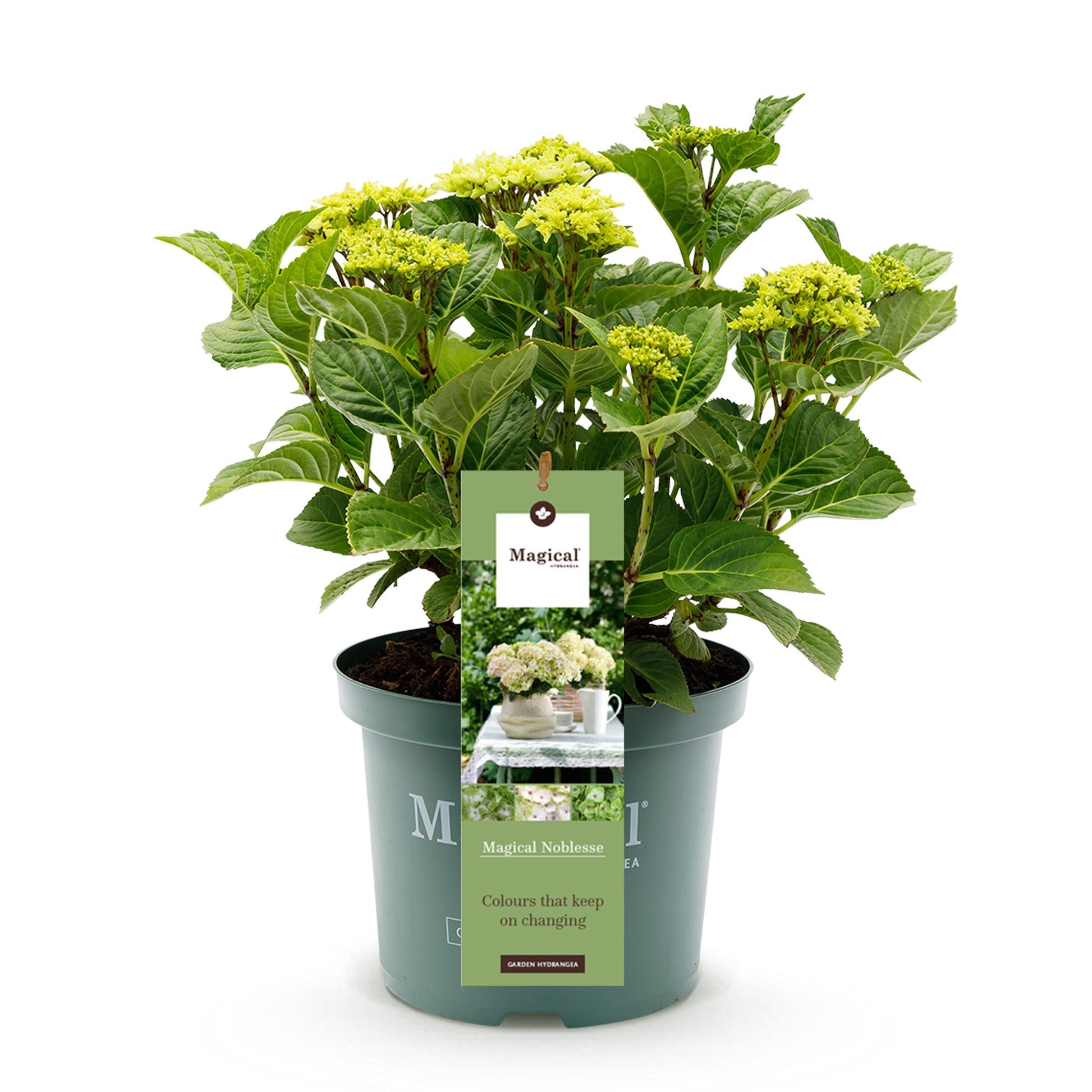 Green Boutiq - Balkonpflanze - Hortensie - Hydrangea Magical Nobless - Weiß - 6-10 Blüten - Topf 23Cm Höhe 55Cm