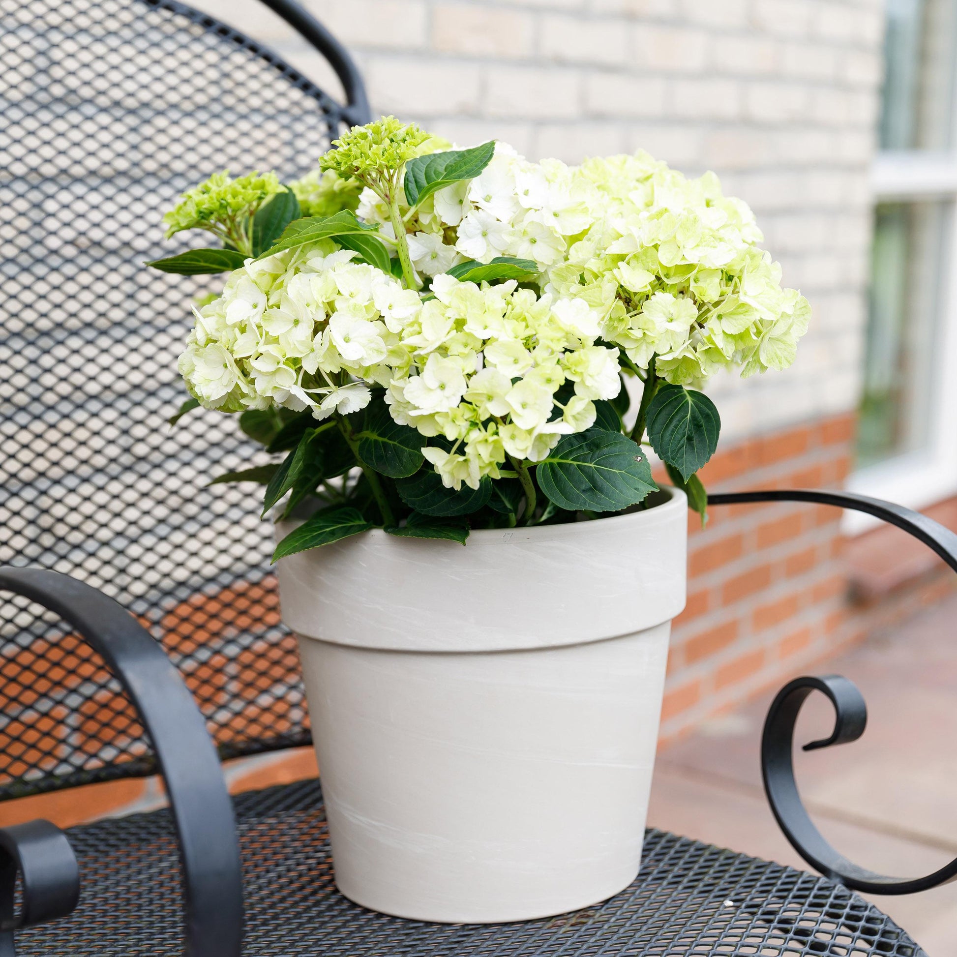 Green Boutiq - Balkonpflanze - Hortensie - Hydrangea Magical Nobless - Weiß - 6-10 Blüten - Topf 23Cm Höhe 55Cm