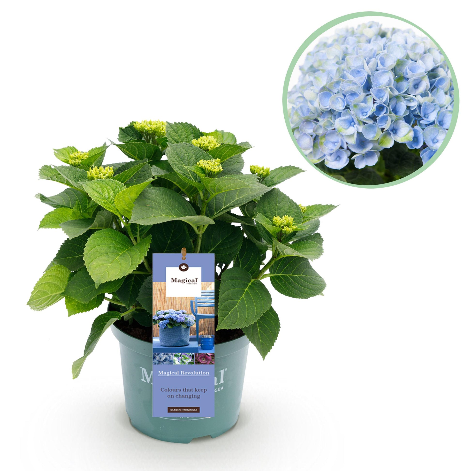 Green Boutiq - Balkonpflanze - Hortensie - Hydrangea Magical Revolution Blue - Blau - 6-10 Blumen - Topf 23Cm Höhe 55Cm