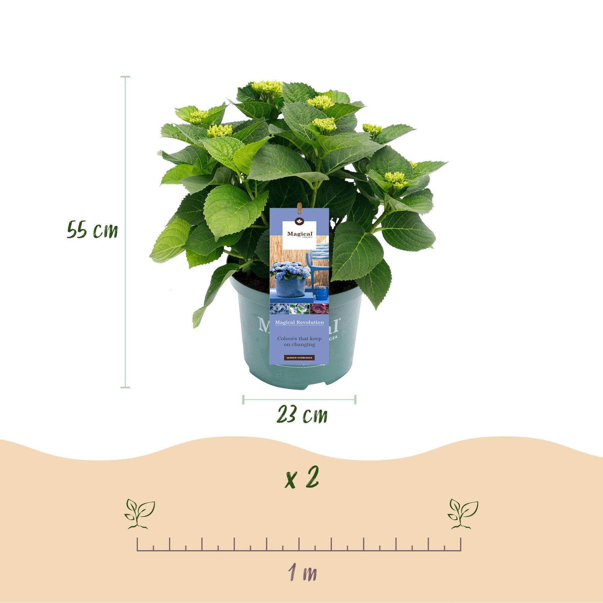 Green Boutiq - Balkonpflanze - Hortensie - Hydrangea Magical Revolution Blue - Blau - 6-10 Blumen - Topf 23Cm Höhe 55Cm