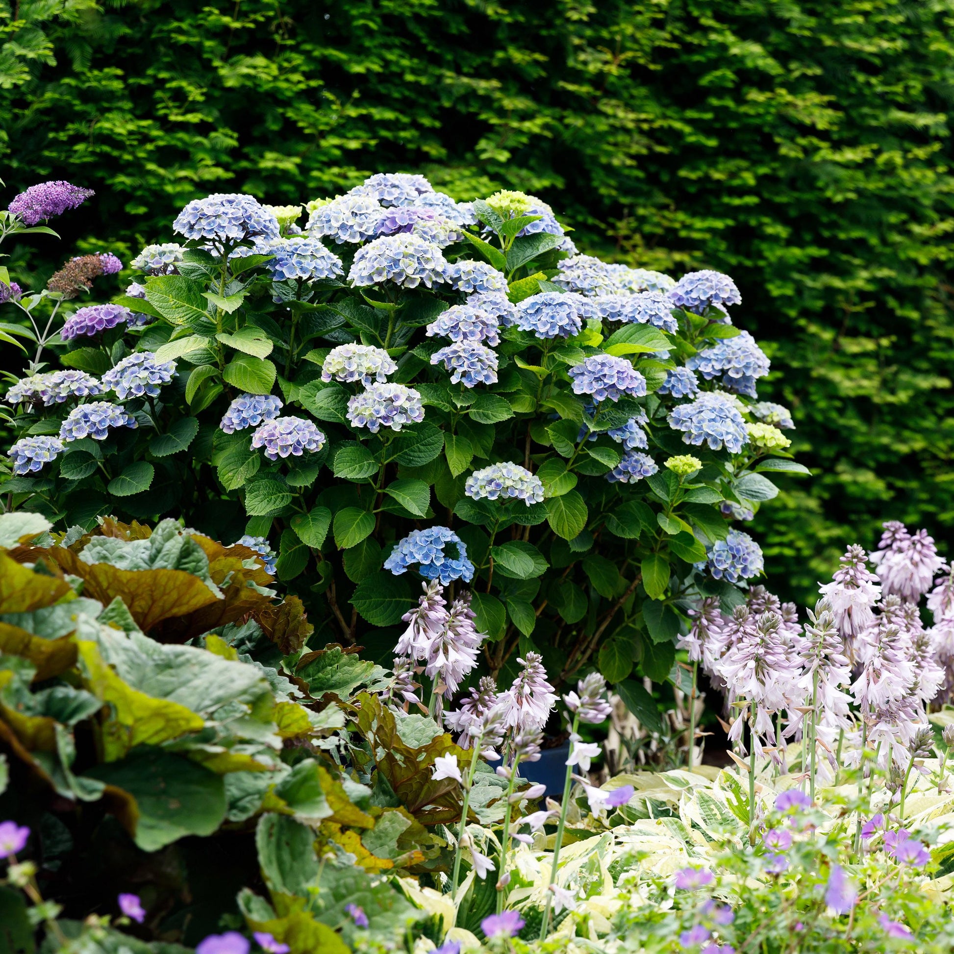 Green Boutiq - Balkonpflanze - Hortensie - Hydrangea Magical Revolution Blue - Blau - 6-10 Blumen - Topf 23Cm Höhe 55Cm