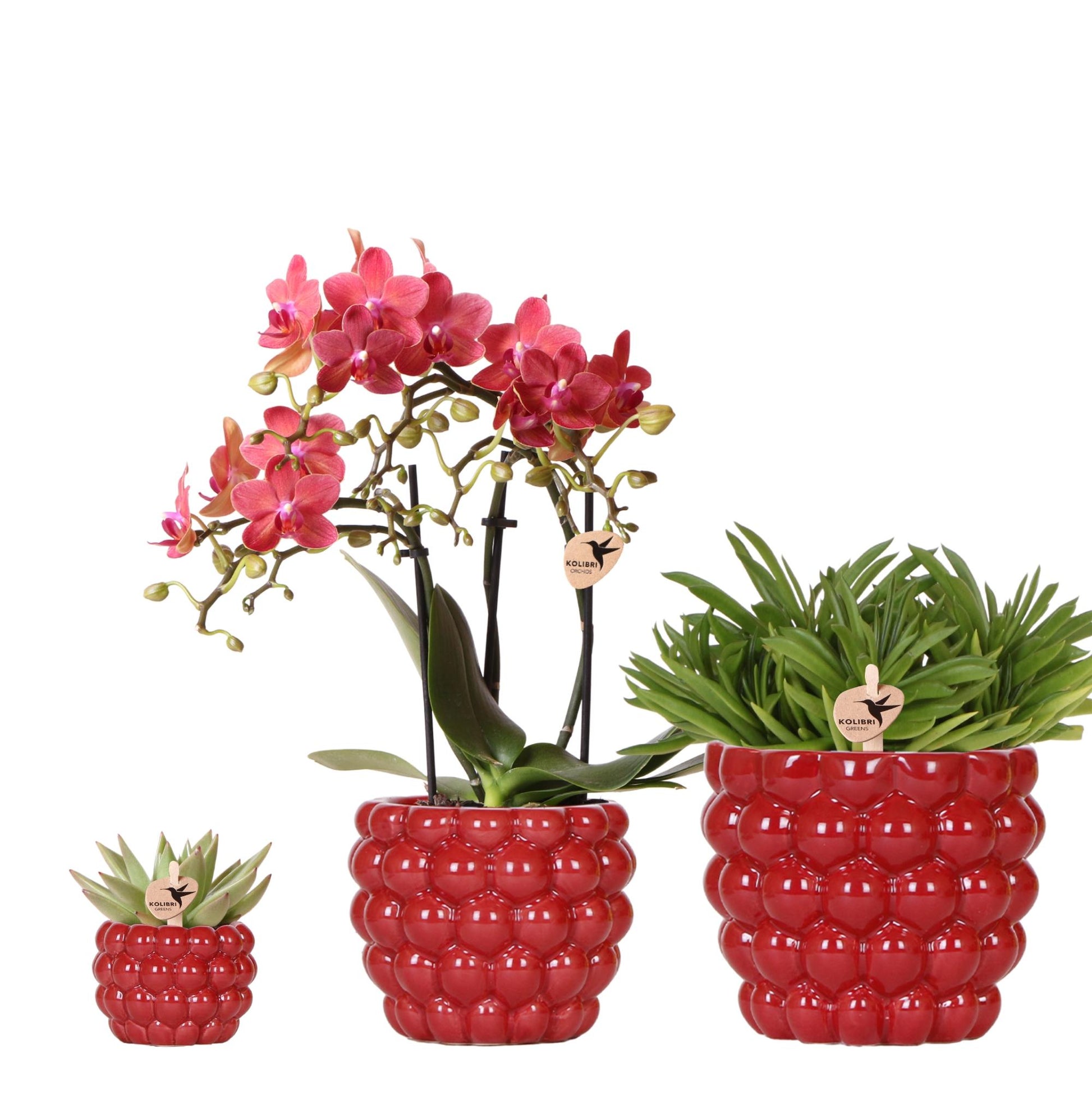 Kolibri Company | Pflanzenset Rote Phalaenopsis-Orchidee Congo Und Sukkulenten Inkl. Keramische Berry Ziertöpfe