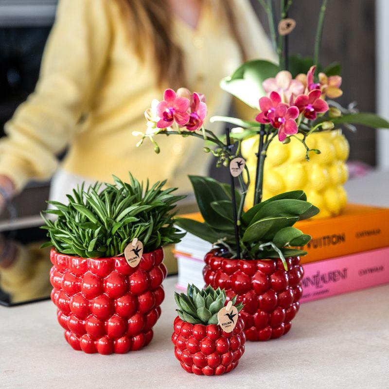 Kolibri Company | Pflanzenset Rote Phalaenopsis-Orchidee Congo Und Sukkulenten Inkl. Keramische Berry Ziertöpfe
