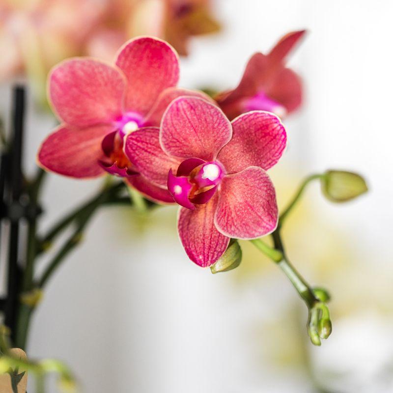 Kolibri Company | Pflanzenset Rote Phalaenopsis-Orchidee Congo Und Sukkulenten Inkl. Keramische Berry Ziertöpfe