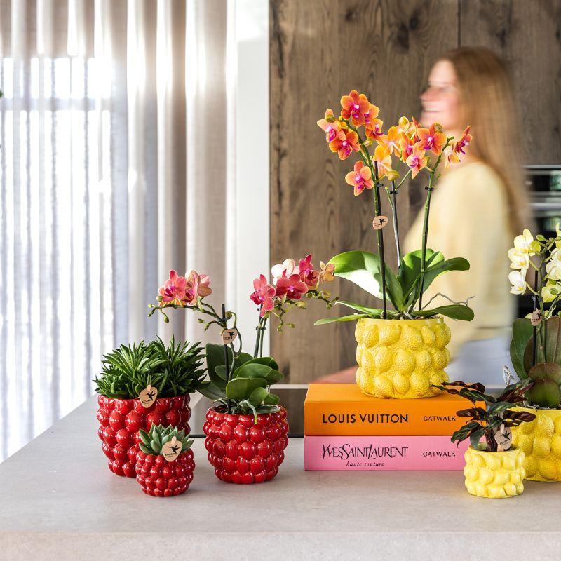 Kolibri Company | Pflanzenset Rote Phalaenopsis-Orchidee Congo Und Sukkulenten Inkl. Keramische Berry Ziertöpfe