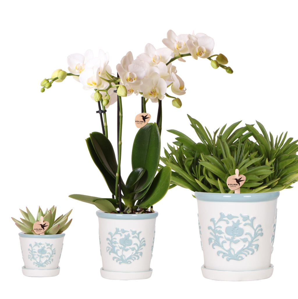 Kolibri Company | Pflanzenset Weiße Phalaenopsis-Orchidee Amabilis Und Sukkulenten Inkl. Dekorative Malaga-Keramiktöpfe