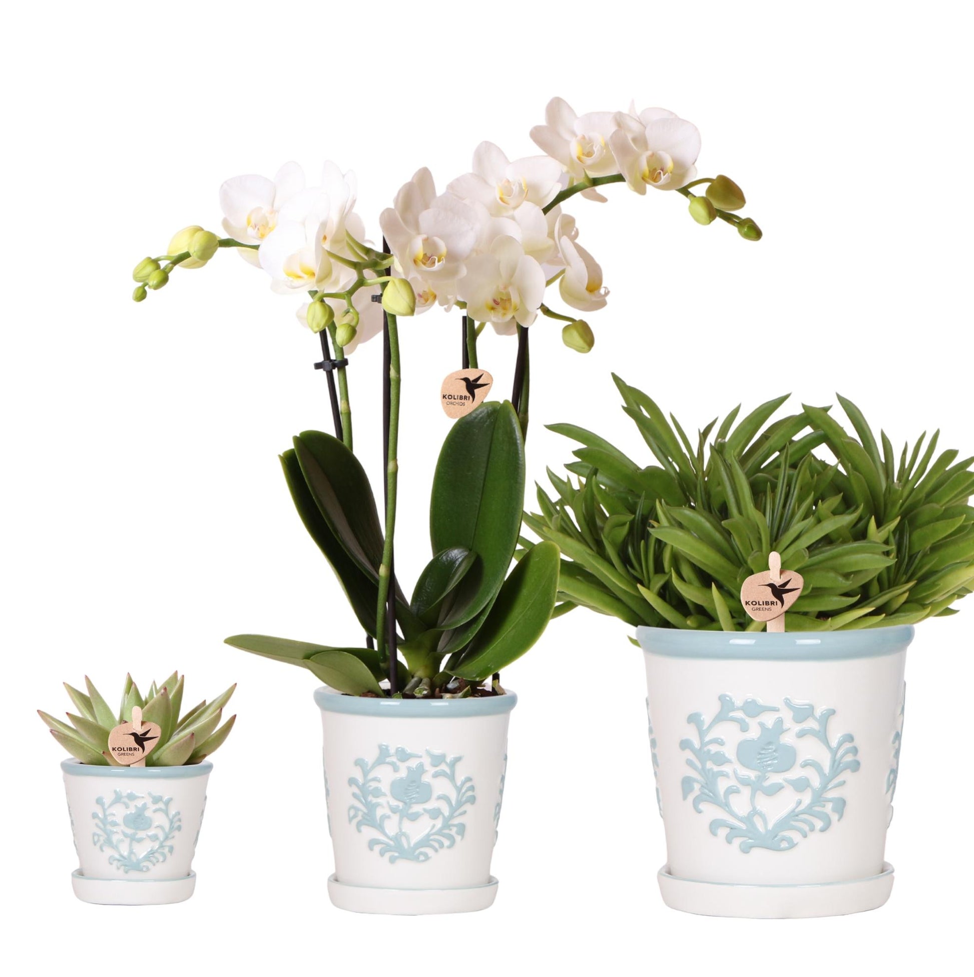 Kolibri Company | Pflanzenset Weiße Phalaenopsis-Orchidee Amabilis Und Sukkulenten Inkl. Dekorative Malaga-Keramiktöpfe