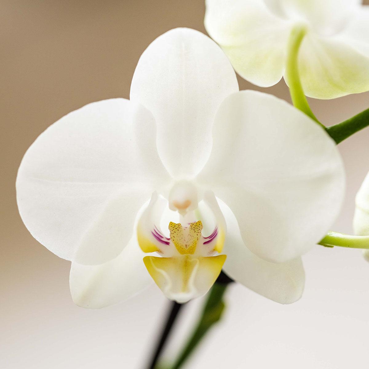 Kolibri Company | Pflanzenset Weiße Phalaenopsis-Orchidee Amabilis Und Sukkulenten Inkl. Dekorative Malaga-Keramiktöpfe
