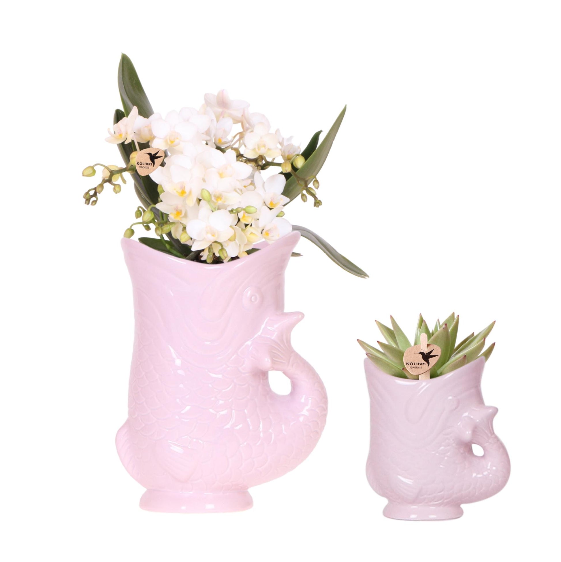 Kolibri Orchids | Set Mit Weißer Orchidee Nazaré Und Sukkulente Im Rosa Fisch-Dekotopf – Topfgröße Ø9 Cm & Ø6 Cm | Blühende Zimmerpflanze – Frisch Vom Züchter