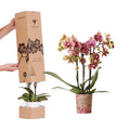 Kolibri Orchids – Surprise Diamond – Überraschungsbox Mit 1X Kolibri Diamond Orchidee Ø9Cm – Frisch Vom Züchter
