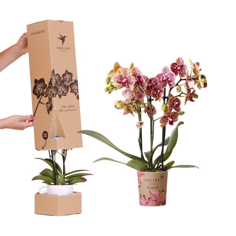 Kolibri Orchids – Surprise Diamond – Überraschungsbox Mit 1X Kolibri Diamond Orchidee Ø9Cm – Frisch Vom Züchter