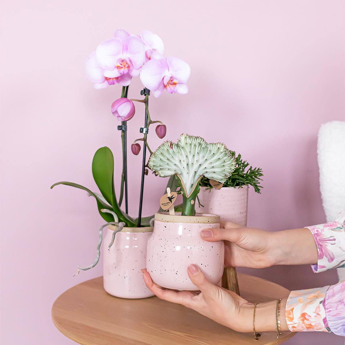Kolibri Home | Vintage Schale Blumentopf - Rosa Keramik Dekorativen Topf