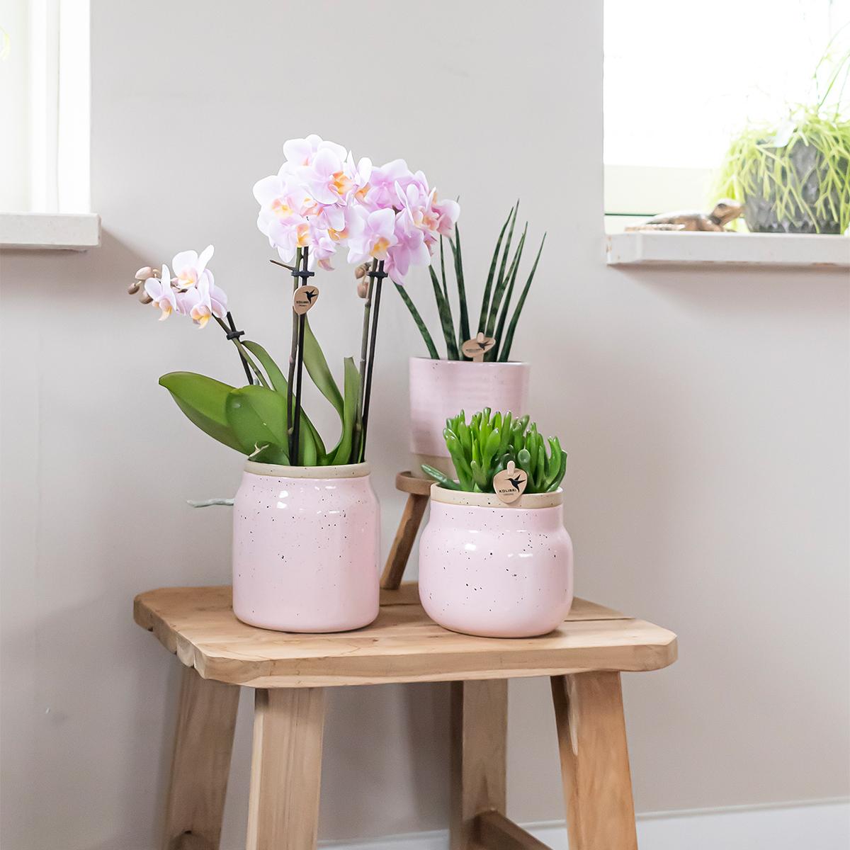 Kolibri Home | Vintage Schale Blumentopf - Rosa Keramik Dekorativen Topf