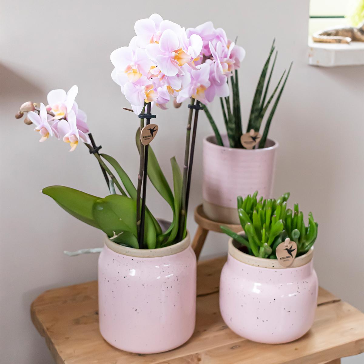 Kolibri Home | Vintage Schale Blumentopf - Rosa Keramik Dekorativen Topf